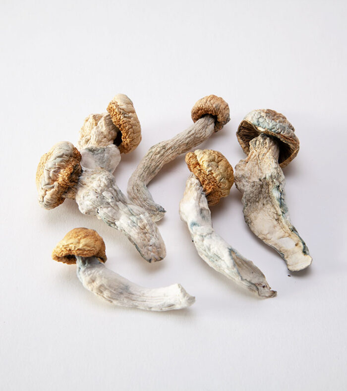 Penis Envy Mushrooms Canberra